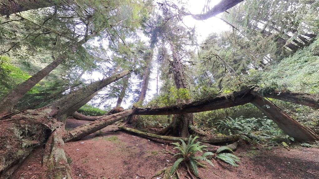 The site of the first of two longhouses at Kiix̣in, the only known remaining complete traditional First Nations village on the southern BC coast with significant standing house remains.