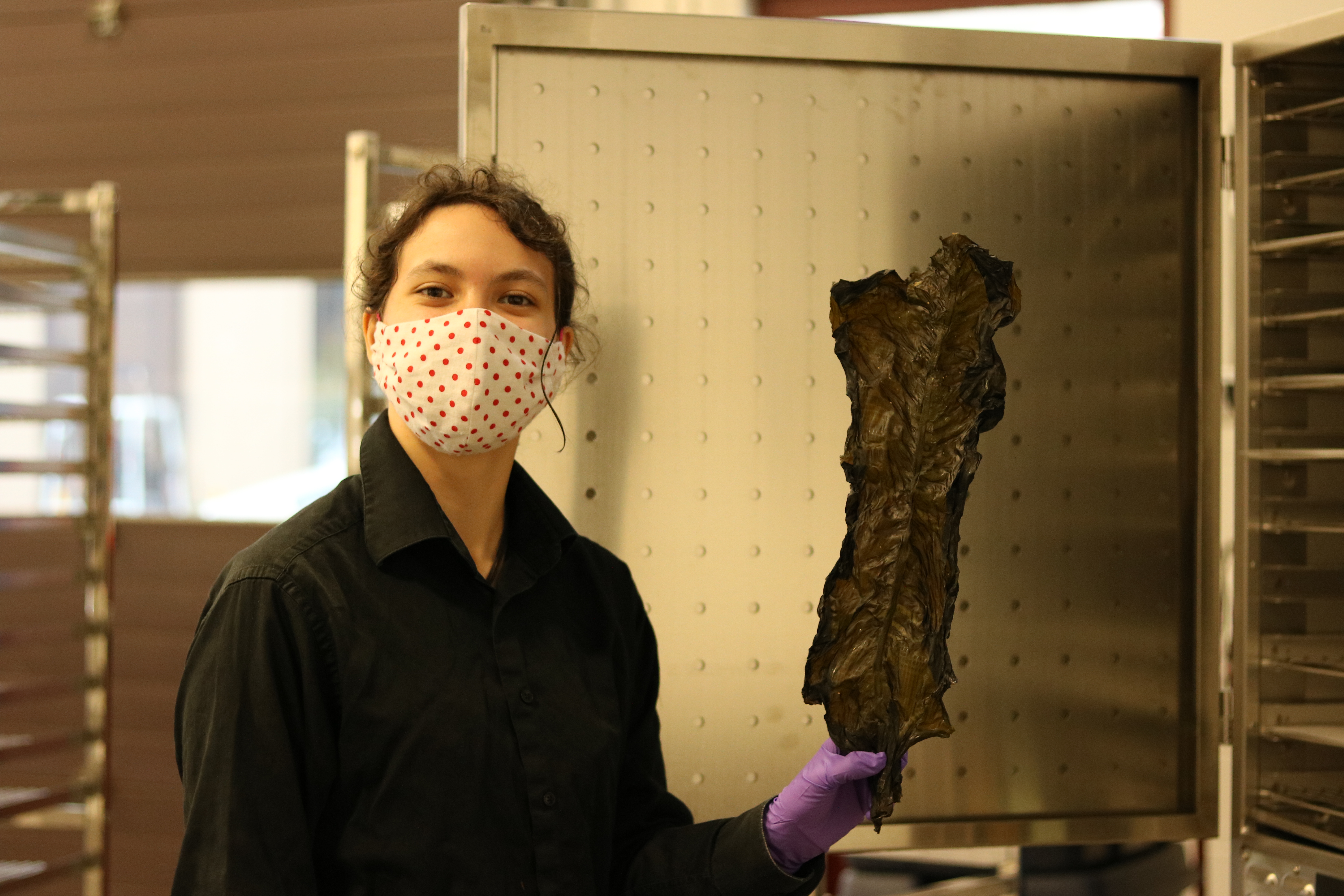 NIC student research assistant Avalon Kline-Smith holds up a piece of dried Alaria marginata, also known as Pacific wakame or winged kelp