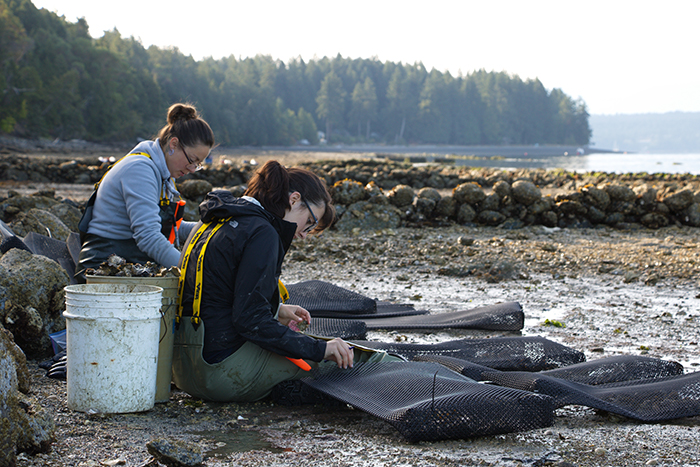 Students preparing anti predator netting