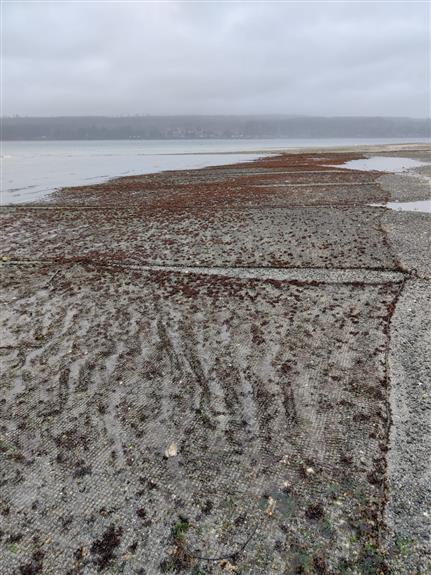 Anti-predator netting is used as an intertidal method to farm shellfish, like clams, and protects them from predators