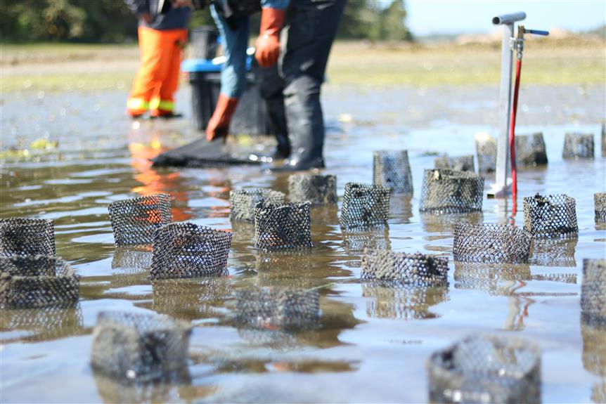 The mesh tubes will help protect the small geoduck seed from predation.