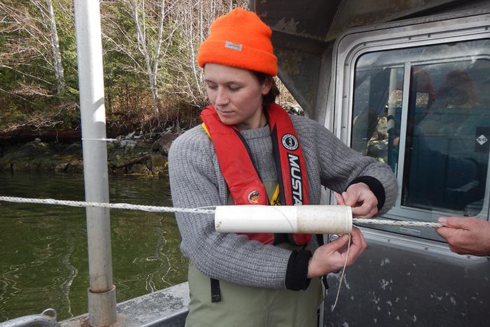 NIC student Sally Enns “plants” sugar kelp seed on a culture rope