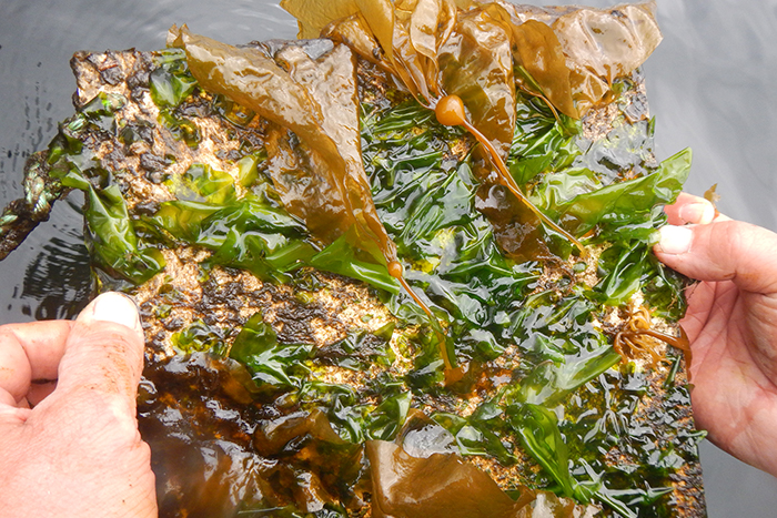 Small bull kelp and other seaweeds attach themselves to hard surfaces in the ocean