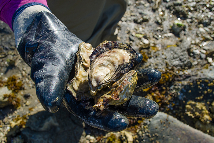 Researcher holds an oyster for a new grow-out system.