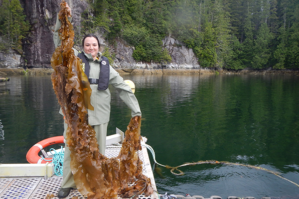 NIC student Deniz Konakli holds up sugar kelp at a North Island aquaculture site