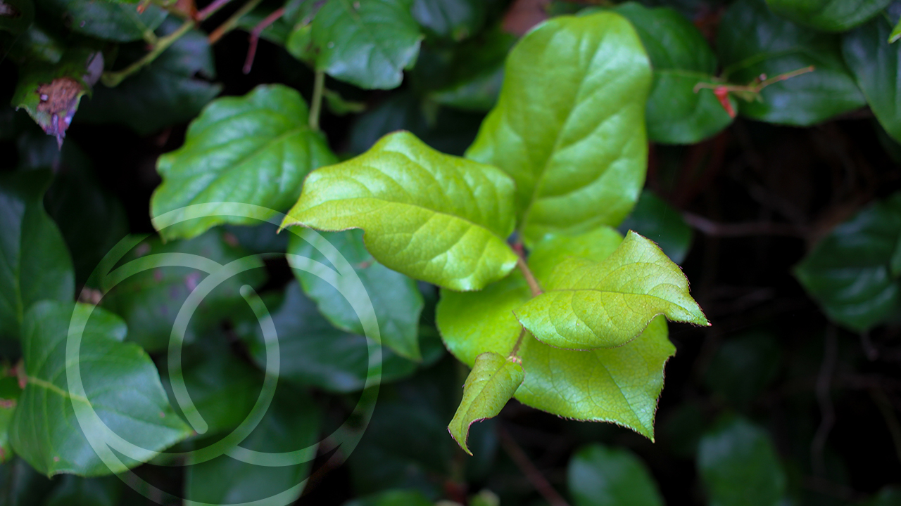 Salal leaves